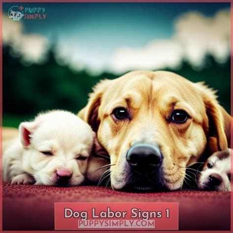 my dog is leaking milk when will she give birth|Dog Labor Signs & Puppy Delivery Stages Explained